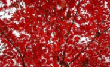 風(fēng)吹，楓動(dòng)，心飛